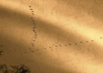 HIDJRAA KOSKEVAT MÄÄRÄYKSET