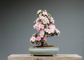 MÄÄRÄYS KOSKIEN NAISIA JOTKA INHOAVAT MONIAVIOISUUTTA