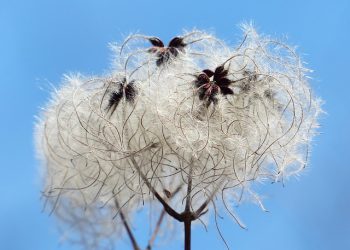 MUSLIMIVÄHEMMISTÖJEN TULISI YHDISTYÄ TOTUUDESSA