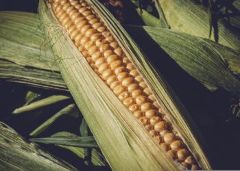 KÄRSIMYKSET OVAT SIUNAUS