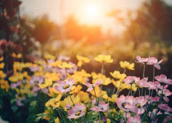 ISLAAMILAINEN UHKA ON VÄÄRINKÄSITYS