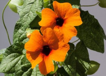 KÄÄNNYNNÄINEN LÖYSI RAUHAN ISLAAMISTA