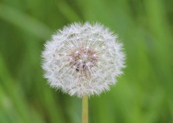 ONKO AS-SALAFIJJA -RYHMÄ PUOLUE KIIHKOILEVIEN RYHMIEN PARISTA?