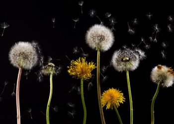 ONKO PAASTOAMISESTA HYÖTYÄ YHTEISKUNNALLE?