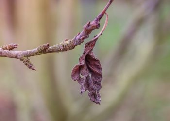 SE, MIKÄ MITÄTÖI PAASTON