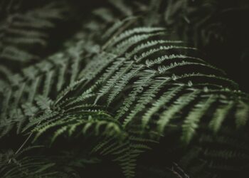 PITÄISIKÖ MEIDÄN VIETTÄÄ PROFEETAN SYNTYMÄPÄIVÄÄ?