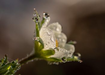 TRIKOISTA NIQAABIIN: KOTIINPALUU ISLAAMIIN