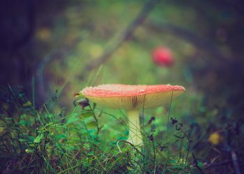 MIKSI ENKELIT OPETTIVAT TAIKUUTTA?