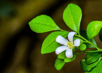 ISLAAMIN OMAKSUMINEN SILLOIN KUN ON (OIKEUKSIA) VELKAA MUILLE