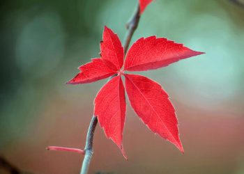 TRIKOISTA NIQAABIIN: KOTIINPALUU ISLAAMIIN