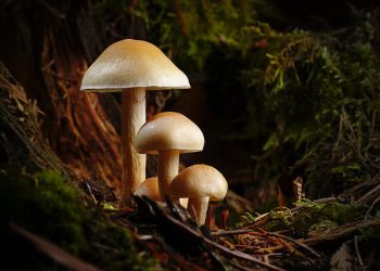 KOLME NAURAHDUSTA JA KOLME KYYNELTÄ