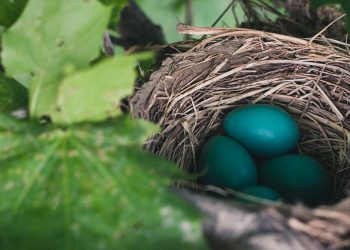 KENET KANNATTAISI OTTAA YSTÄVÄKSI?