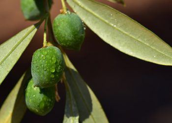 ODOTTAEN PROFEETAN SAAPUMISTA MEDINAAN