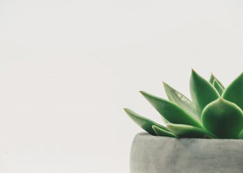 AL-ALBAANIILTA KYSYTTIIN MITEN TULLA ONNELLISEKSI