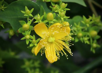 KÄRSIVÄLLISYYS JA KIITOLLISUUS