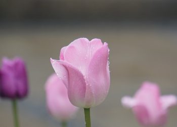 PARATIISIN KOSTEAT JA YLELLISET PUUTARHAT