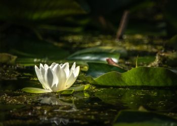 MITEN SELITTÄÄ TAQWAAN LAPSILLE