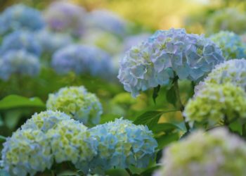 KÄRSIVÄLLISYYDEN TARKOITUS