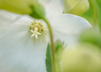 HYVÄKSYNNÄN JA KÄRSIVÄLLISYYDEN VÄLINEN ERO