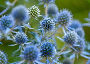 NÄIN VASTATAAN PROFEETTA MUHAMMEDIN SOLVAUKSIIN