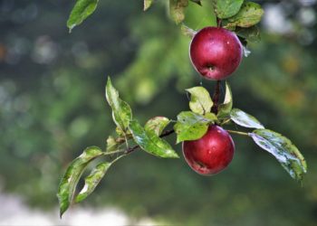 PALVOJIEN EI KUULU KOETELLA HERRAANSA