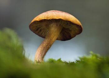 PAASTON RIKKOMINEN RAMADAANINA RASKAAN TYÖN VUOKSI