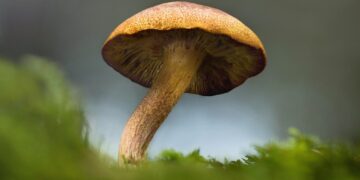 PAASTON RIKKOMINEN RAMADAANINA RASKAAN TYÖN VUOKSI