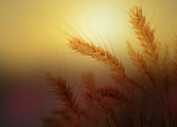 SADAQAT AL-FITR ON ALLAAHIN KIITTÄMISTÄ HÄNEN SIUNAUKSISTAAN