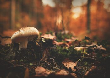 PILKAHDUS YLÖSNOUSEMUKSEN PÄIVÄÄN